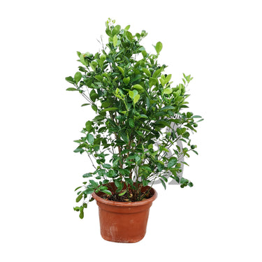 Citrus Mandarin Tree, Mandarin Orange plant for sale, Buy Citrus Mandarin online, Mandarin Orange tree care, Mandarin fruit tree
